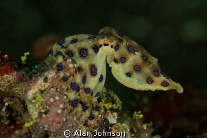 the beautiful but deadly blue ring octopus by Alan Johnson 